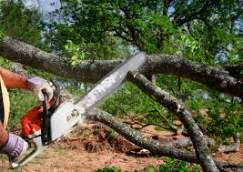 How Our Tree Care Process Works  in  Mccord, OK