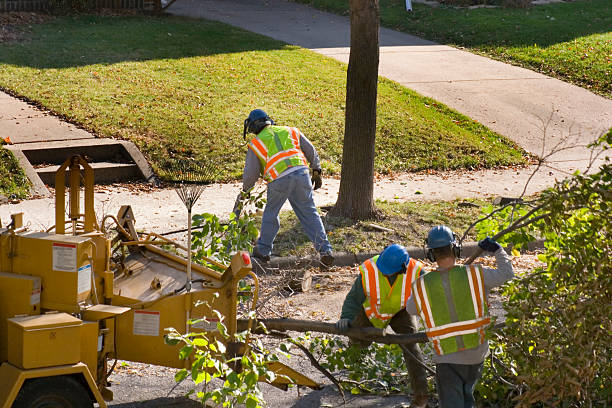 Best Emergency Tree Removal  in Mccord, OK