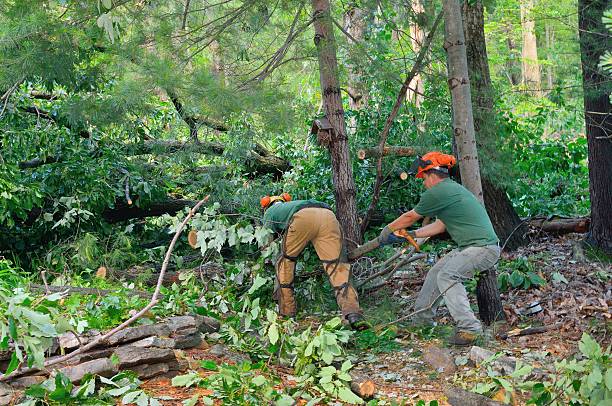 Best Tree Trimming and Pruning  in Mccord, OK