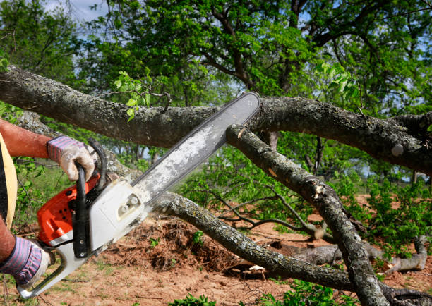 Best Tree Risk Assessment  in Mccord, OK